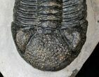 Prone Drotops Trilobite #14945-4